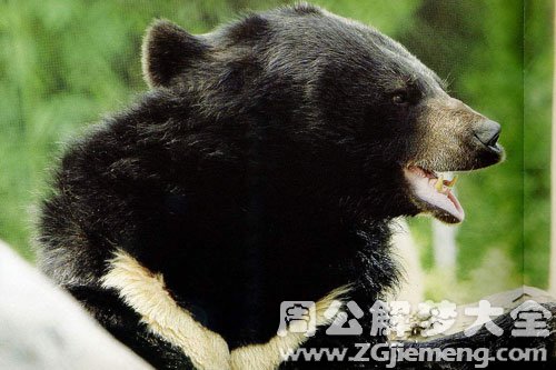 黑熊 黑熊