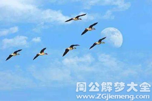 梦见很多大雁 梦见很多大雁