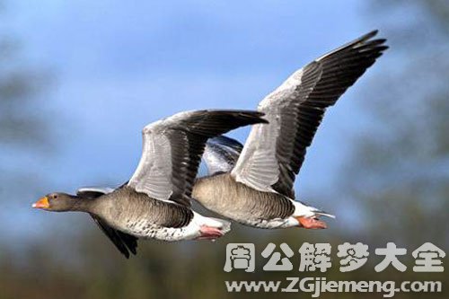 梦见一对大雁 梦见一对大雁