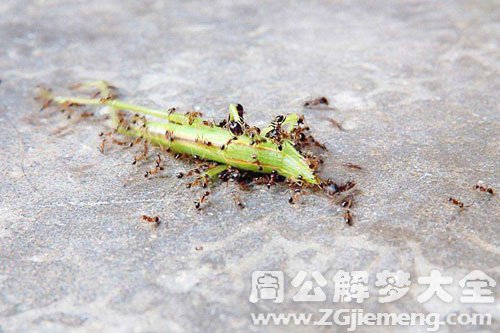 梦见昆虫满地爬 梦见昆虫满地爬