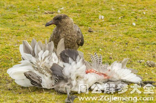 小鸟死了 小鸟死了