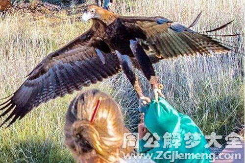 梦见老鹰抓孩子