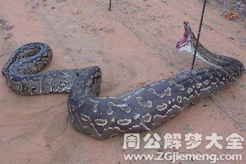 杀死大蛇 杀死大蛇