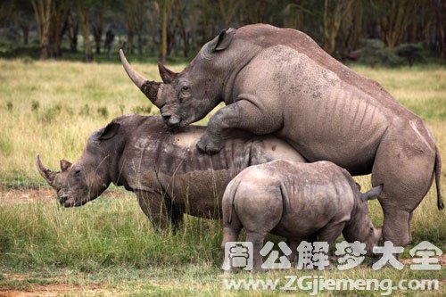 犀牛攻击犀牛 犀牛攻击犀牛