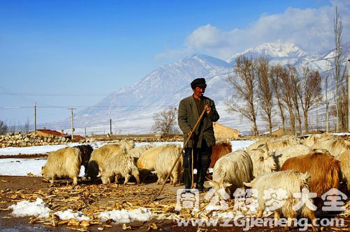 梦见山上有牧羊人