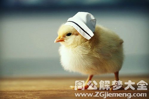 小鸡死了又活了