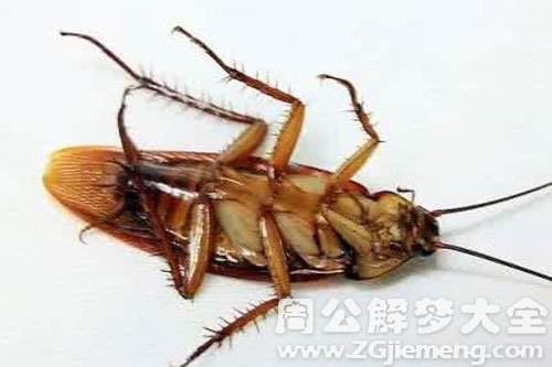 蟑螂一大堆 蟑螂一大堆