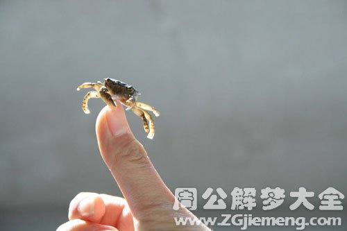 被螃蟹夹手 被螃蟹夹手