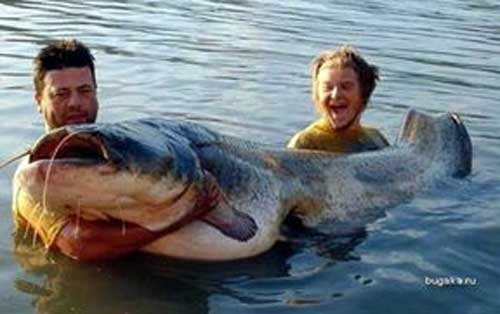 梦见大鱼说话 梦见大鱼说话