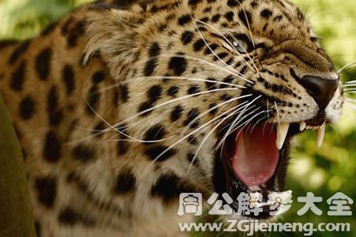 金钱豹咬人 金钱豹咬人