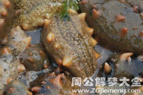 梦见买海参 梦见买海参