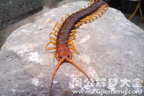 打小蜈蚣 打小蜈蚣