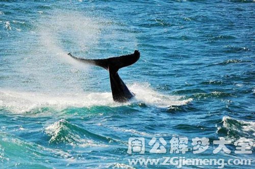 梦见鲸鱼追我