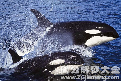 梦见鲸鱼跃出水面 梦见鲸鱼跃出水面