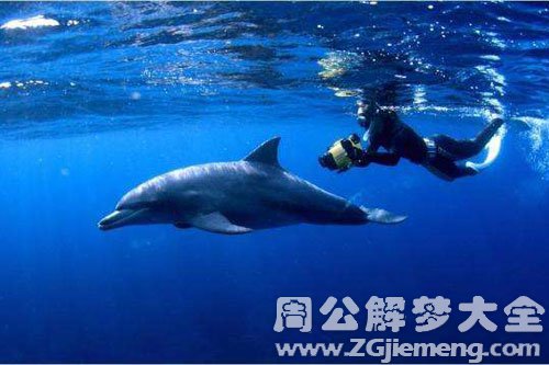 梦见鲸鱼在水里 梦见鲸鱼在水里
