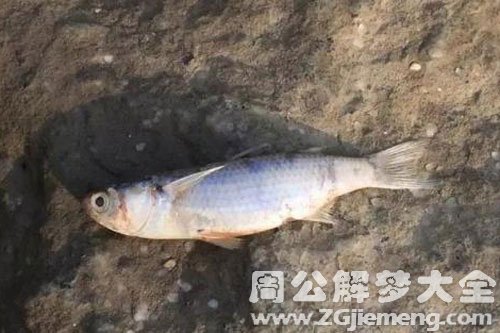 鱼死在地面上 鱼死在地面上