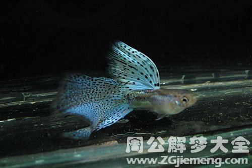 鱼从河里跳到地上