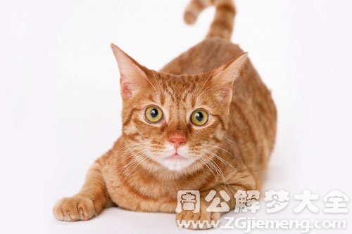 小猫拉屎 小猫拉屎