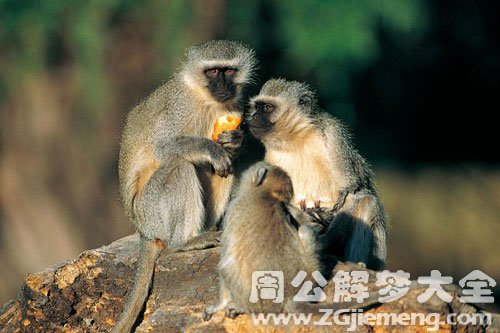 猴子缠着我 猴子缠着我