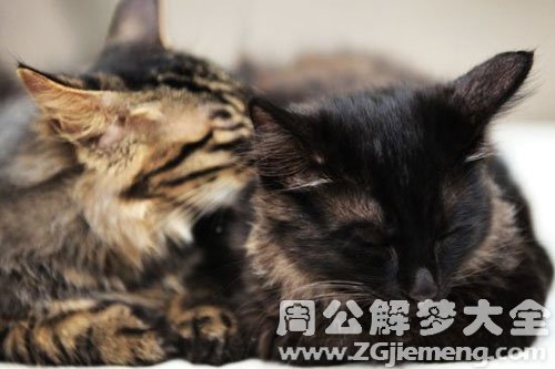 黑猫黑狗 黑猫黑狗