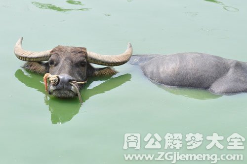 水牛 水牛