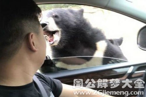 梦见黑熊咬我 梦见黑熊咬我