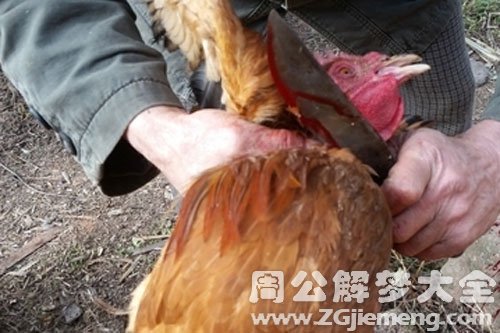 杀鸡 杀鸡