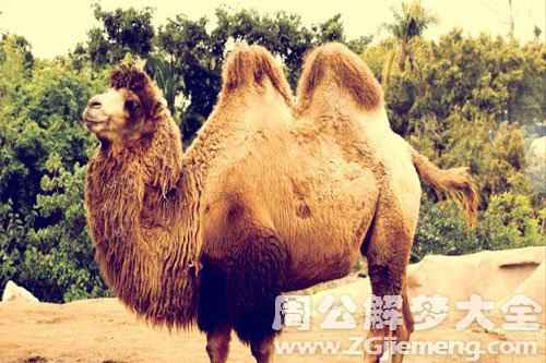 骆驼 骆驼