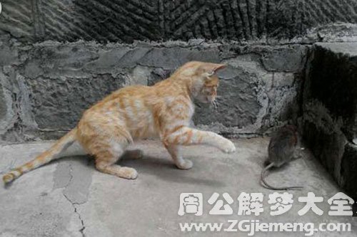 梦见赶走老鼠 梦见赶走老鼠