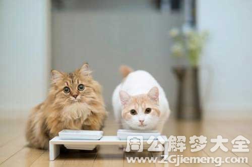 梦见猫吃饭 梦见猫吃饭