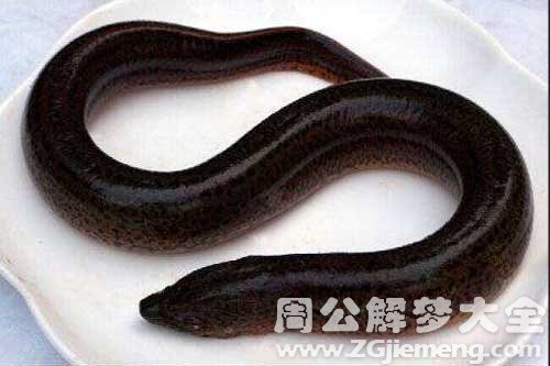 梦见蛇吃黄鳝 梦见蛇吃黄鳝