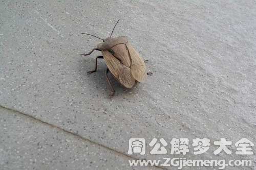 梦见打死臭虫