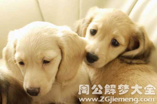 梦见一对狗 梦见一对狗