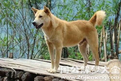 梦见被大黄狗追