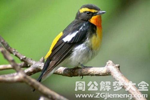 梦见小鸟拉屎 梦见小鸟拉屎