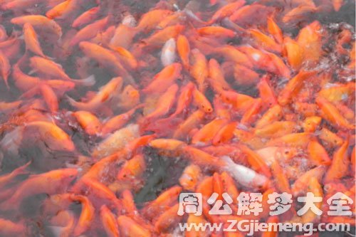 鱼在水里游走了 鱼在水里游走了