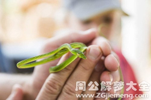 梦见小蛇咬我出血 梦见小蛇咬我出血