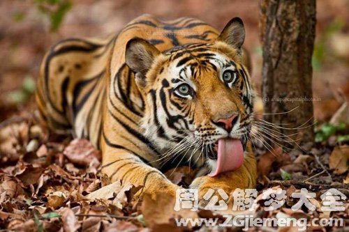 梦见老虎咬到手指 梦见老虎咬到手指