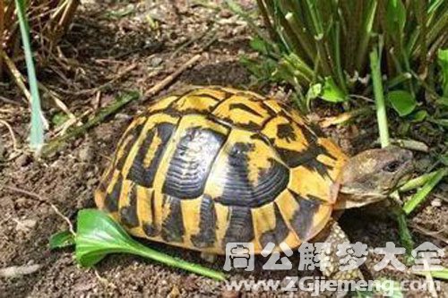 救了乌龟 救了乌龟