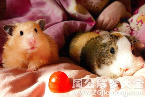 梦见大老鼠背小老鼠 梦见大老鼠背小老鼠