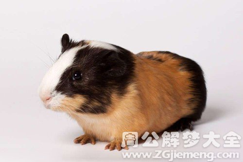 梦见大老鼠吃鱼 梦见大老鼠吃鱼