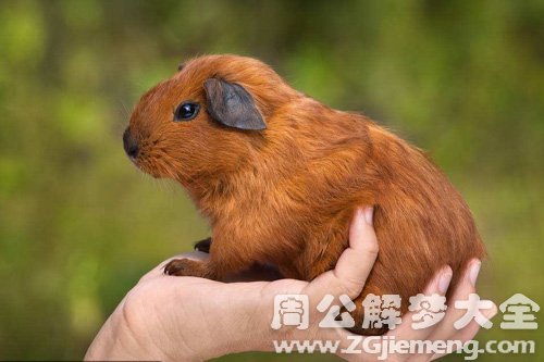 梦见大老鼠屎掉身上