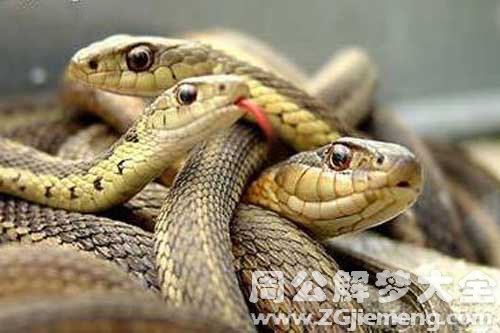 老公梦见很多蛇 老公梦见很多蛇