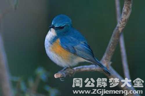 梦见小鸟受伤 梦见小鸟受伤