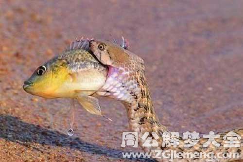梦见鱼变蛇