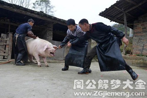 男人梦见杀猪 男人梦见杀猪