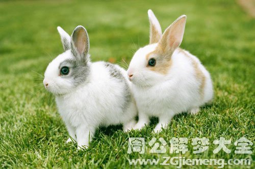 兔子 兔子