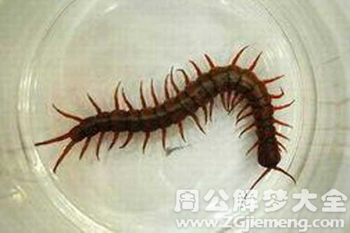 梦见黑蜈蚣 梦见黑蜈蚣