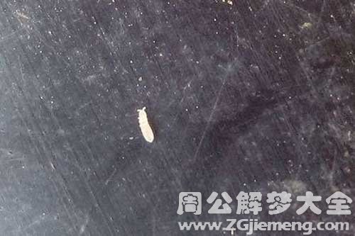 梦见小白虫子 梦见小白虫子
