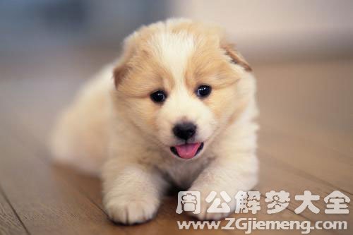 生了好多小狗 生了好多小狗